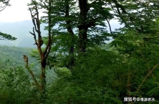 逗小猴开心系列213